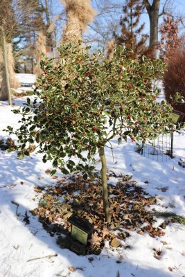 Ilex aquifolium 'Variegatum' - cesmína ostrolistá - celek